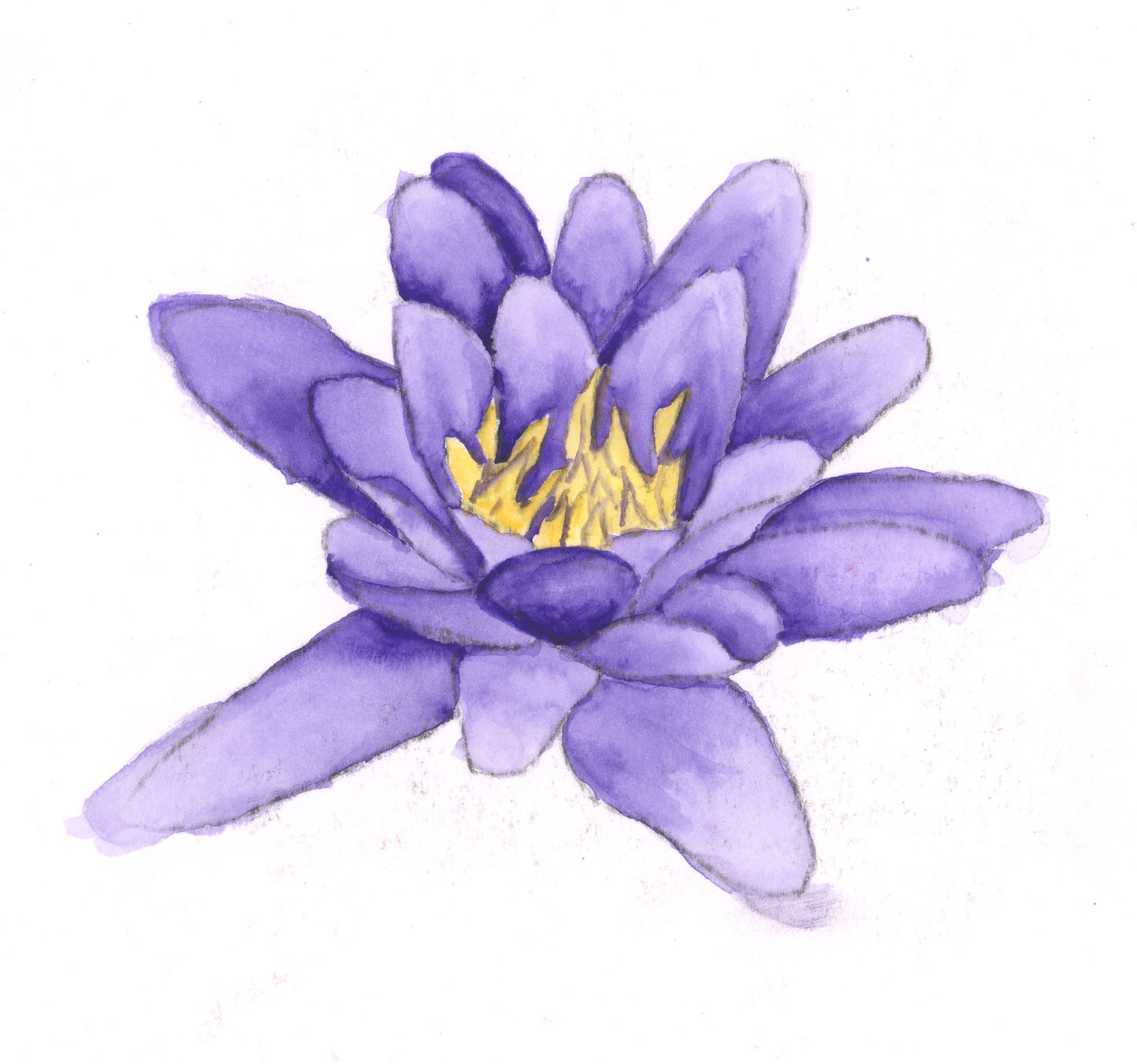 Purple Water Lily